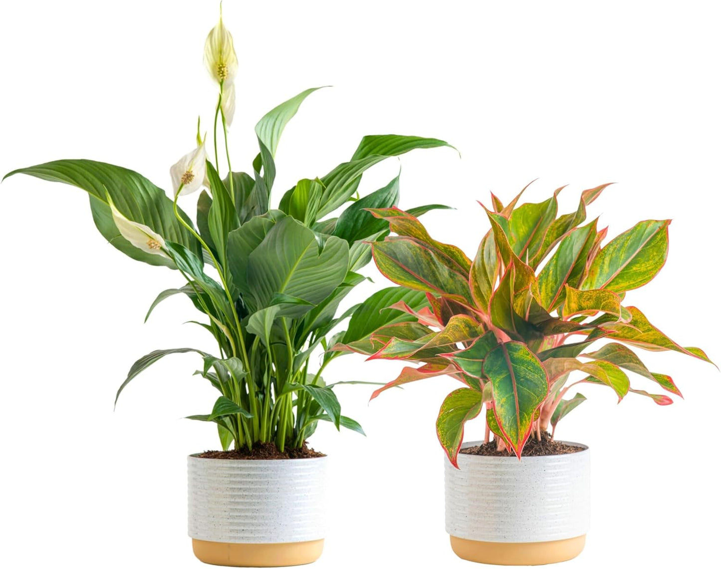 Costa Farms Peace Lily, Live Indoor Plant with Flowers, Easy to Grow Houseplant in Decorative Pot, Potting Soil, Thinking of You, Get Well Soon Gift, Room Decor, 1 Foot Tall