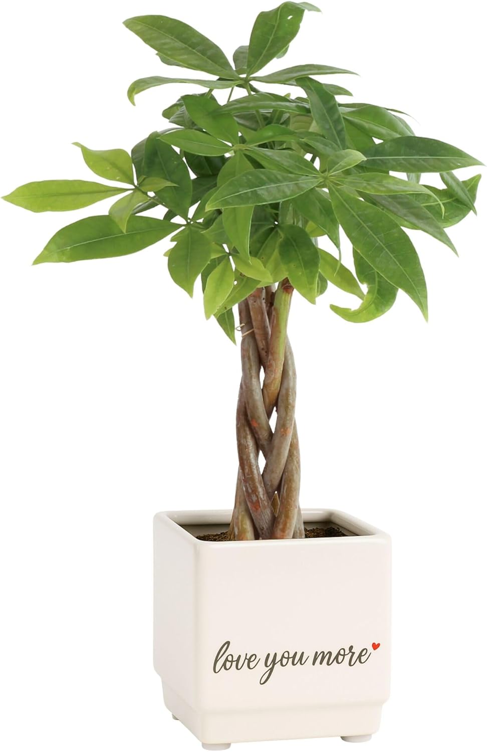 Costa Farms Money Tree Live Plant | 12-16 Inches Tall Bonsai | Easy to Grow Indoor Houseplant in Plant Pot | Home, Office, or Room Decor | Birthday, Housewarming Gift
