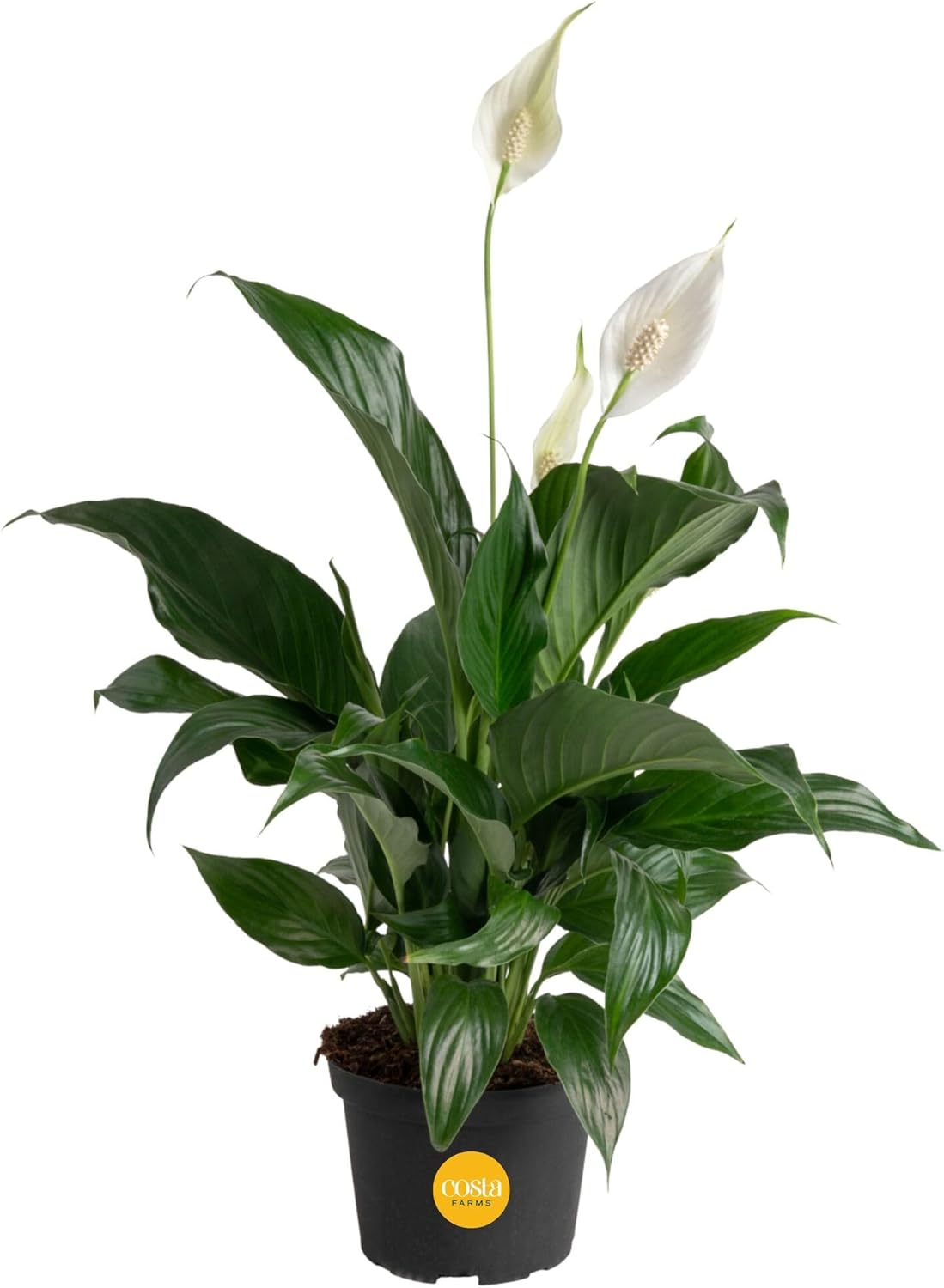 Costa Farms Peace Lily, Live Indoor Plant with Flowers, Easy to Grow Houseplant in Decorative Pot, Potting Soil, Thinking of You, Get Well Soon Gift, Room Decor, 1 Foot Tall