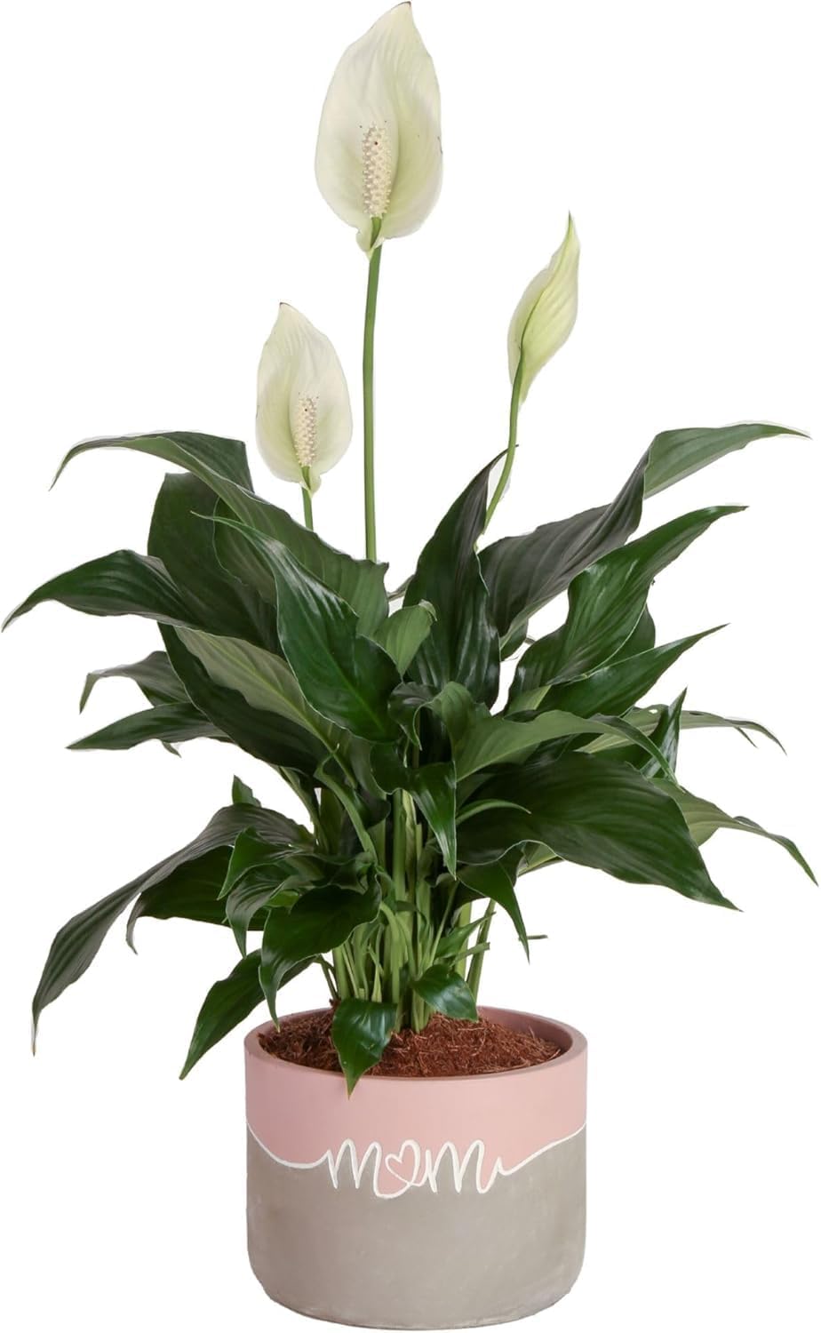 Costa Farms Peace Lily, Live Indoor Plant with Flowers, Easy to Grow Houseplant in Decorative Pot, Potting Soil, Thinking of You, Get Well Soon Gift, Room Decor, 1 Foot Tall
