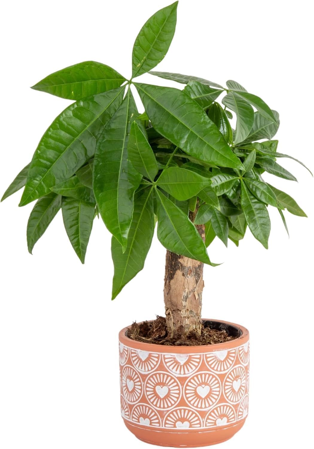 Costa Farms Money Tree Live Plant | 12-16 Inches Tall Bonsai | Easy to Grow Indoor Houseplant in Plant Pot | Home, Office, or Room Decor | Birthday, Housewarming Gift