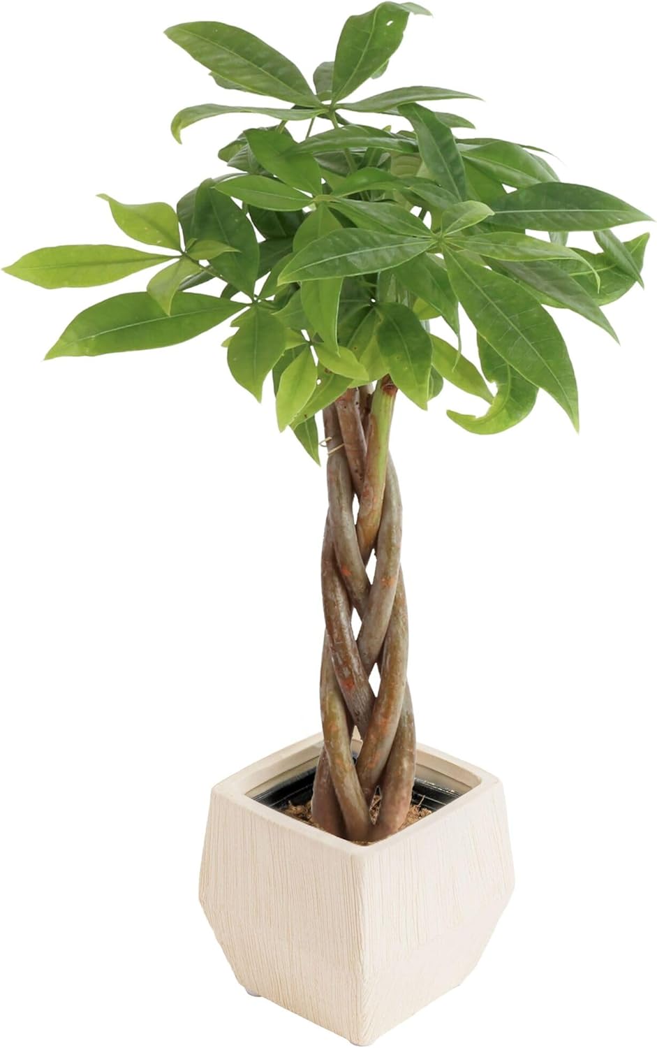 Costa Farms Money Tree Live Plant | 12-16 Inches Tall Bonsai | Easy to Grow Indoor Houseplant in Plant Pot | Home, Office, or Room Decor | Birthday, Housewarming Gift