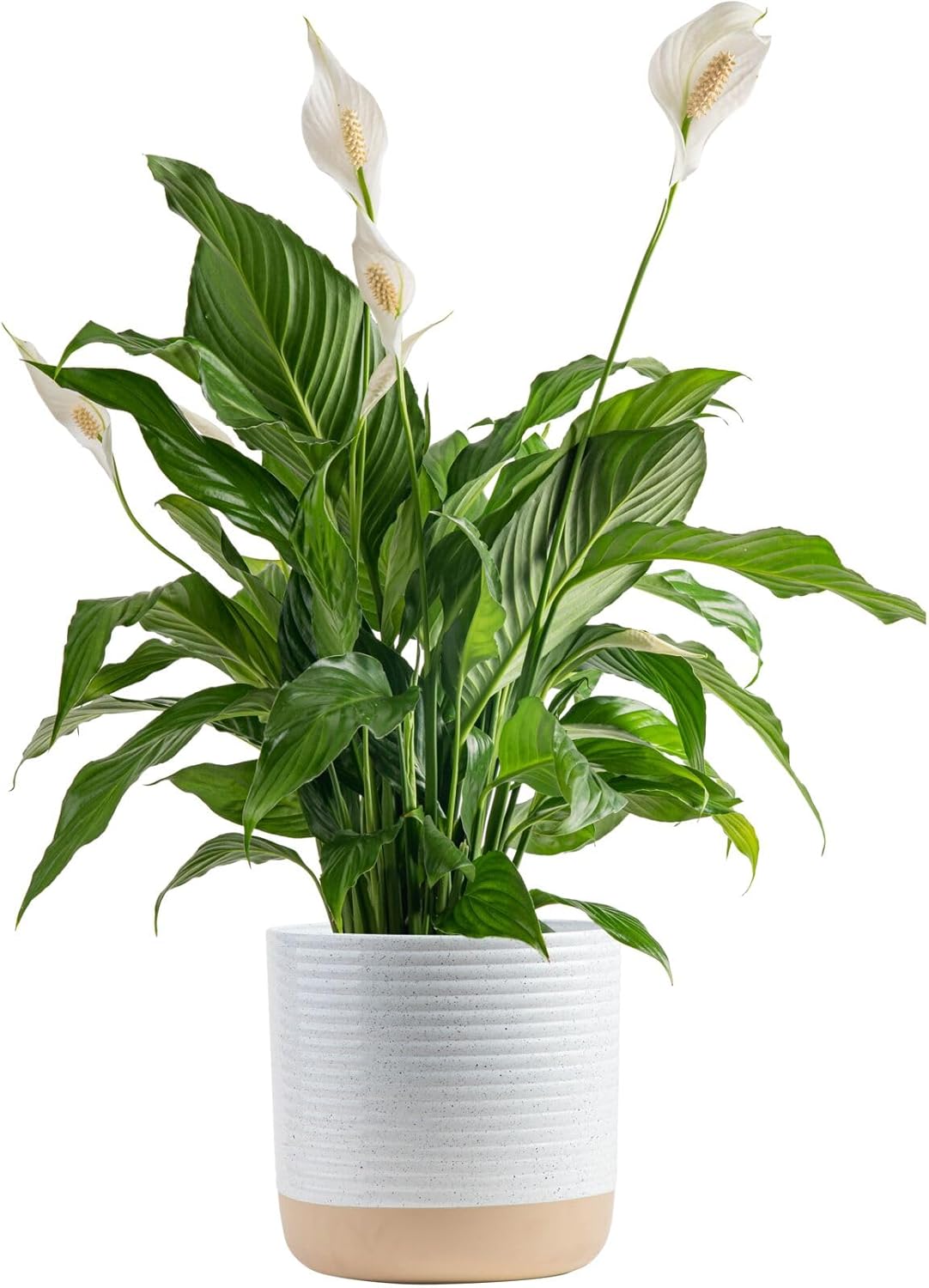 Costa Farms Peace Lily, Live Indoor Plant with Flowers, Easy to Grow Houseplant in Decorative Pot, Potting Soil, Thinking of You, Get Well Soon Gift, Room Decor, 1 Foot Tall