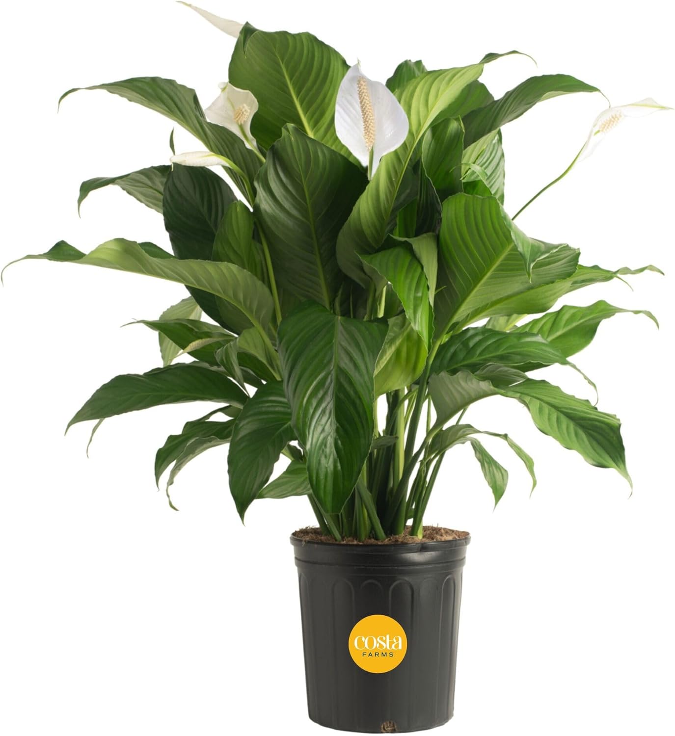 Costa Farms Peace Lily, Live Indoor Plant with Flowers, Easy to Grow Houseplant in Decorative Pot, Potting Soil, Thinking of You, Get Well Soon Gift, Room Decor, 1 Foot Tall