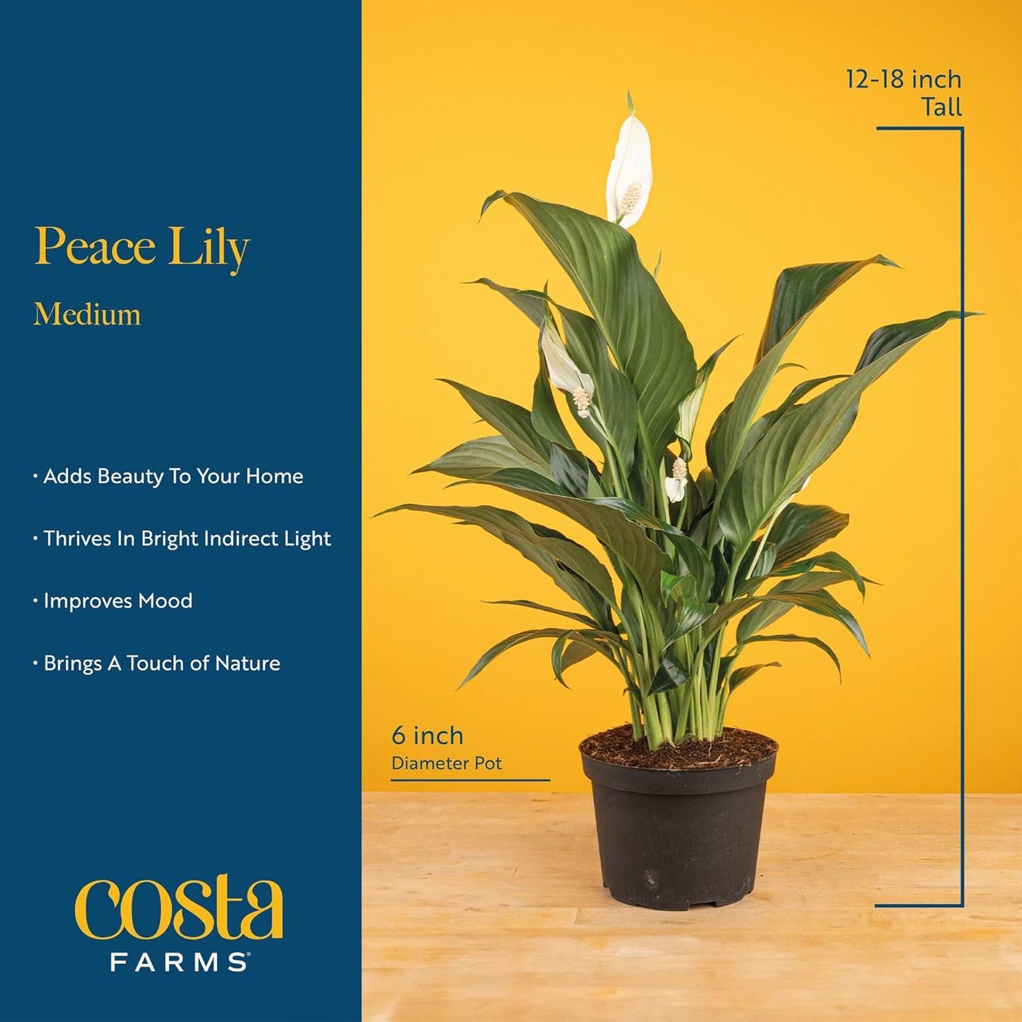 Costa Farms Peace Lily, Live Indoor Plant with Flowers, Easy to Grow Houseplant in Decorative Pot, Potting Soil, Thinking of You, Get Well Soon Gift, Room Decor, 1 Foot Tall