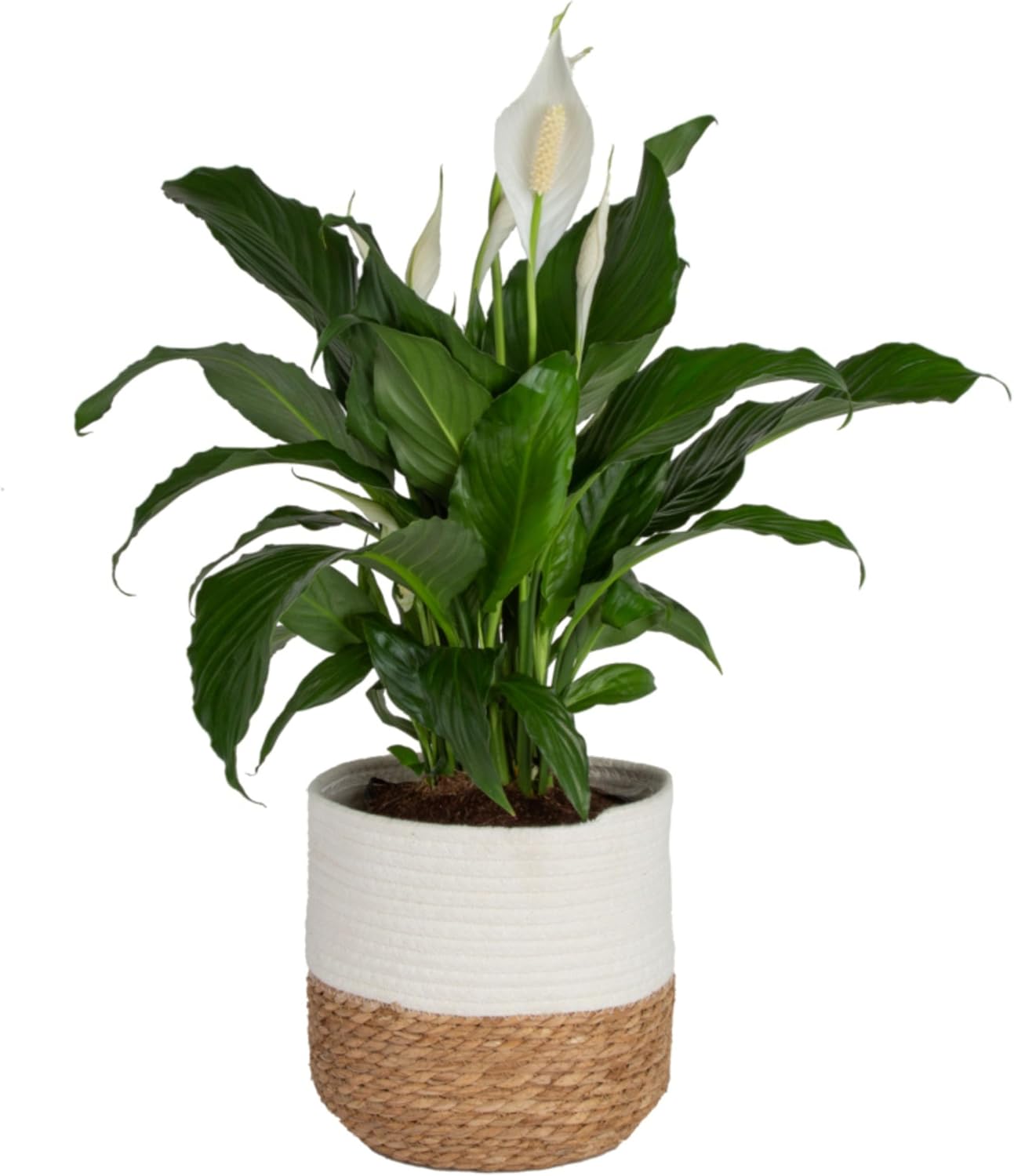 Costa Farms Peace Lily, Live Indoor Plant with Flowers, Easy to Grow Houseplant in Decorative Pot, Potting Soil, Thinking of You, Get Well Soon Gift, Room Decor, 1 Foot Tall