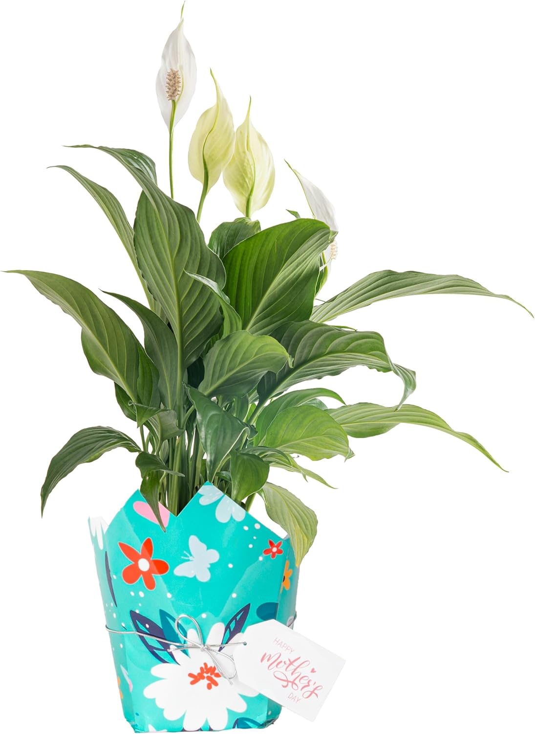 Costa Farms Peace Lily, Live Indoor Plant with Flowers, Easy to Grow Houseplant in Decorative Pot, Potting Soil, Thinking of You, Get Well Soon Gift, Room Decor, 1 Foot Tall