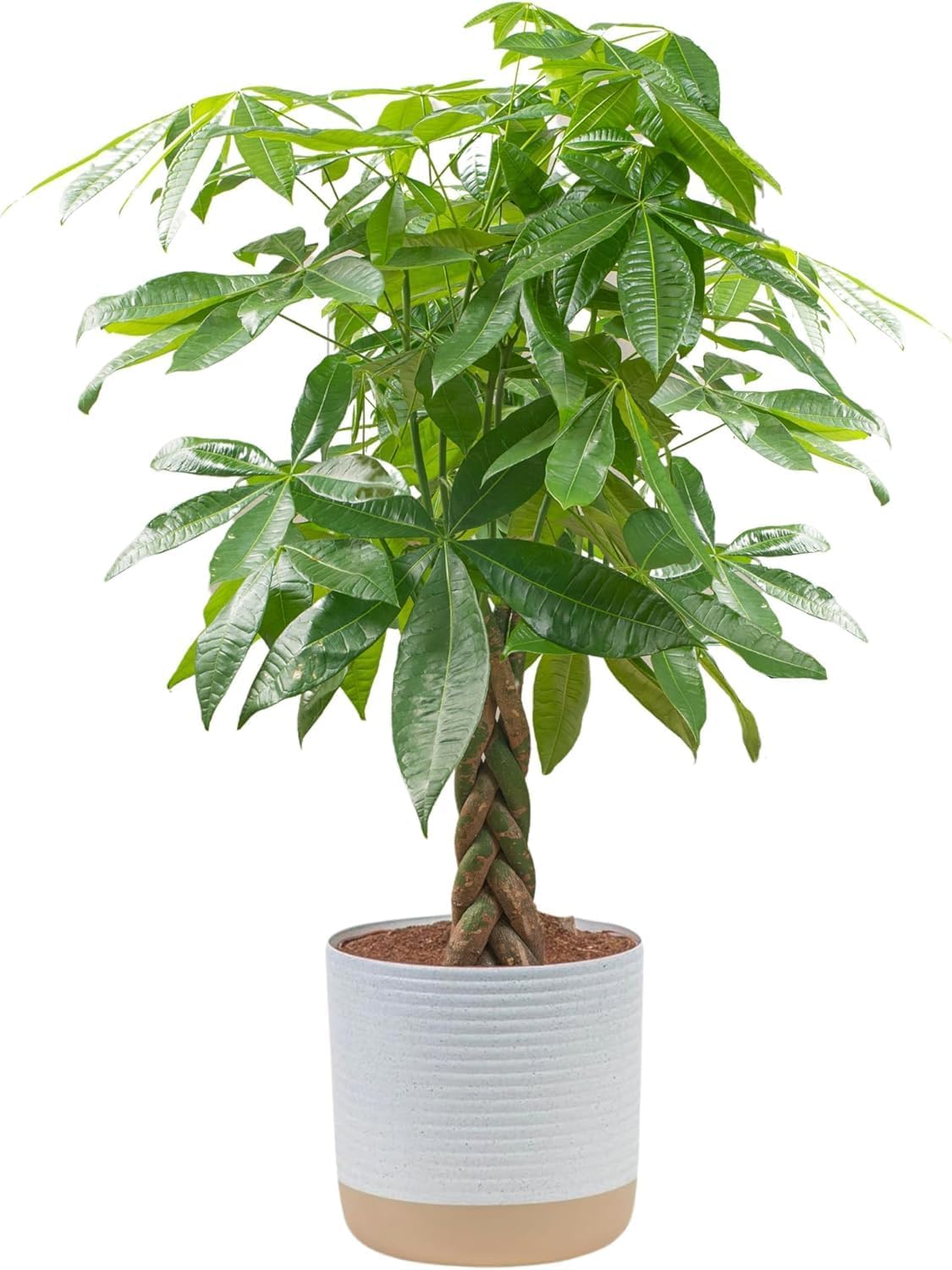 Costa Farms Money Tree Live Plant | 12-16 Inches Tall Bonsai | Easy to Grow Indoor Houseplant in Plant Pot | Home, Office, or Room Decor | Birthday, Housewarming Gift