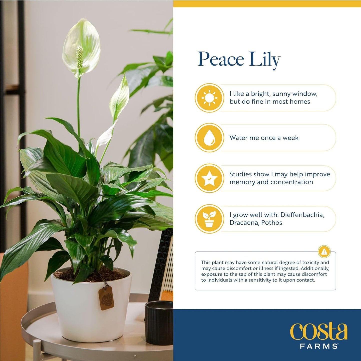Costa Farms Peace Lily, Live Indoor Plant with Flowers, Easy to Grow Houseplant in Decorative Pot, Potting Soil, Thinking of You, Get Well Soon Gift, Room Decor, 1 Foot Tall