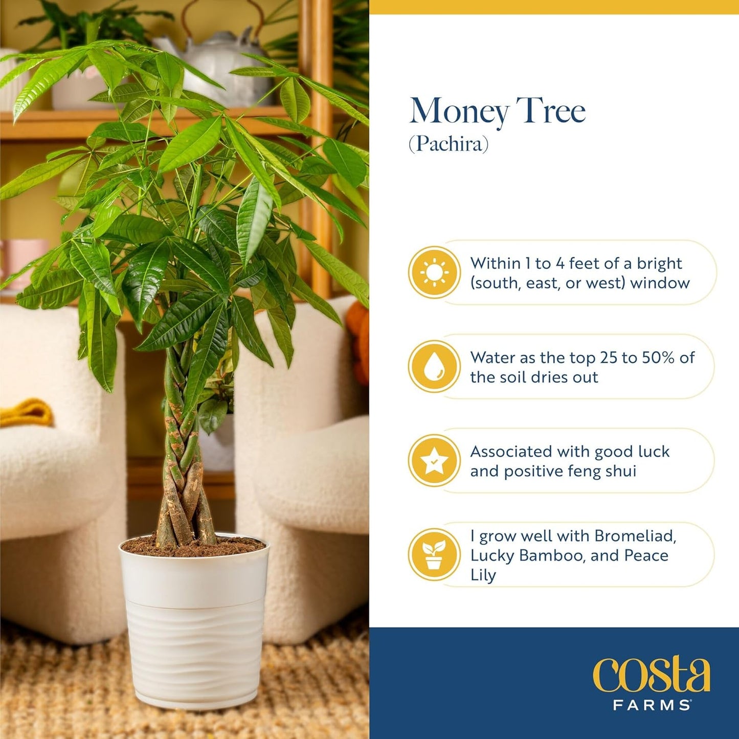 Costa Farms Money Tree Live Plant | 12-16 Inches Tall Bonsai | Easy to Grow Indoor Houseplant in Plant Pot | Home, Office, or Room Decor | Birthday, Housewarming Gift