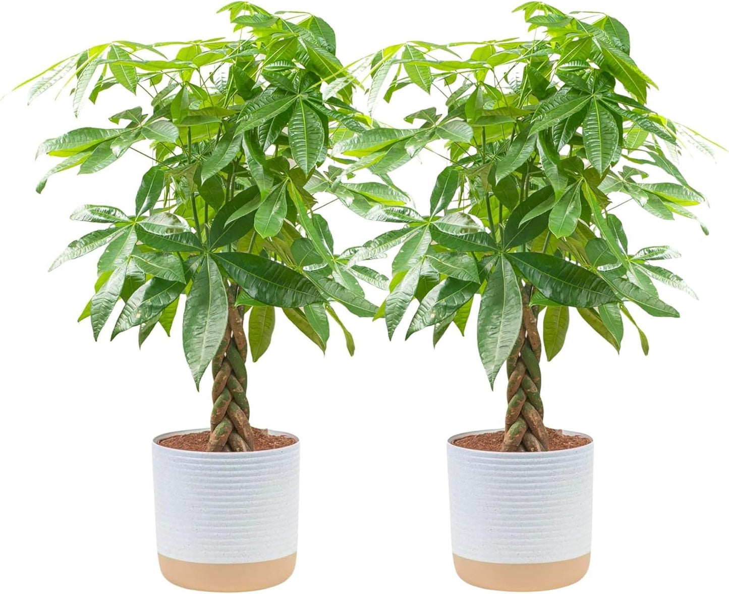 Costa Farms Money Tree Live Plant | 12-16 Inches Tall Bonsai | Easy to Grow Indoor Houseplant in Plant Pot | Home, Office, or Room Decor | Birthday, Housewarming Gift