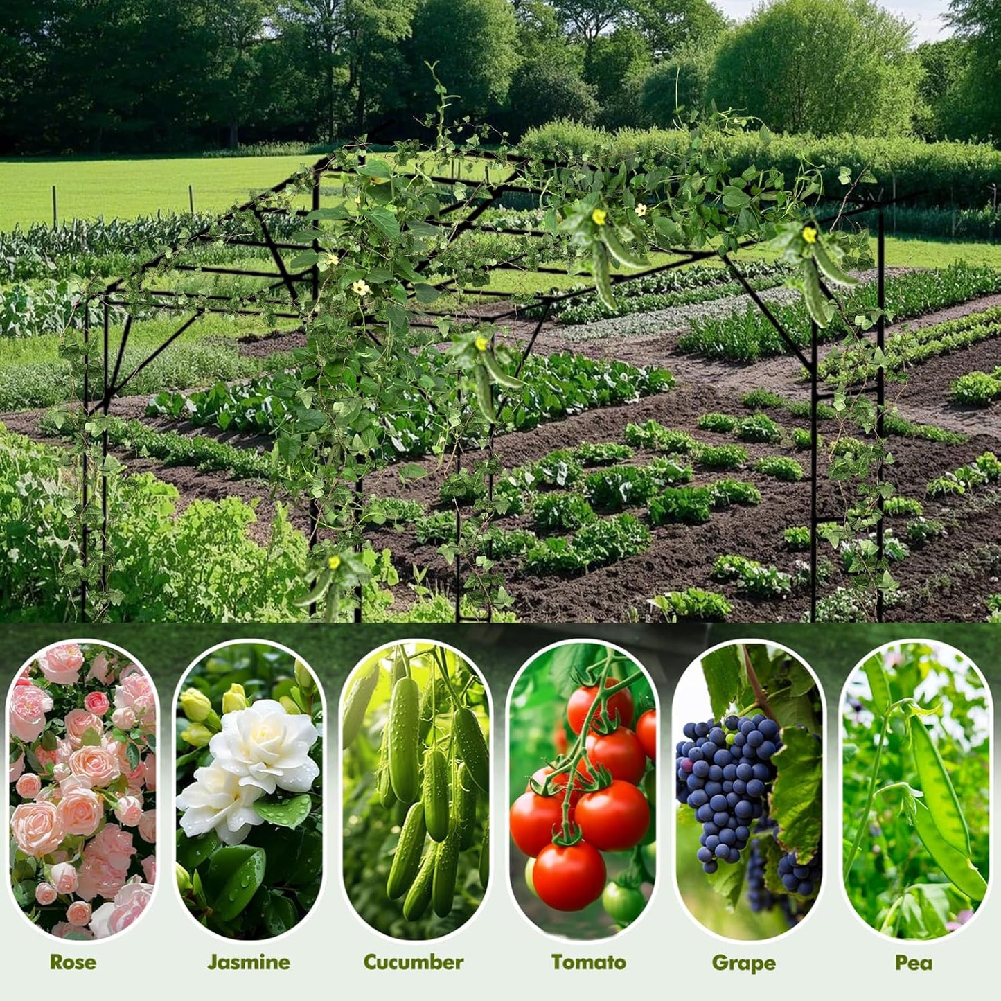 Grape Vine Trellis - Size: 78.8 * 78.5 * 59 inches - Large Outdoor Garden Arch Trellis, Used for Outdoor Climbing of Plants, Courtyard and Garden Decoration of Pavilions (Black)